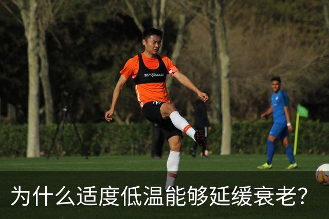 为什么适度低温能够延缓衰老？